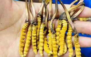 冰鮮冬蟲夏草能吃嗎？科學解讀與食用指南