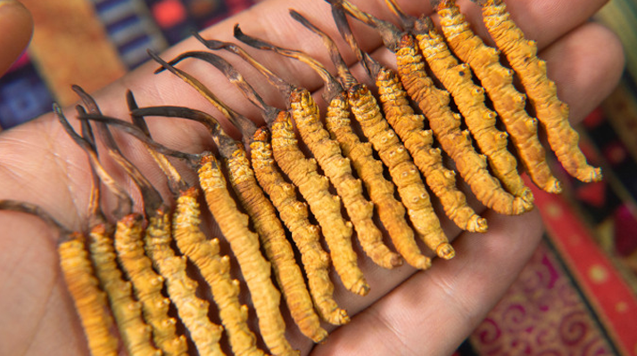 西洋參、陳皮與冬蟲夏草：三味協(xié)同的養(yǎng)生智慧