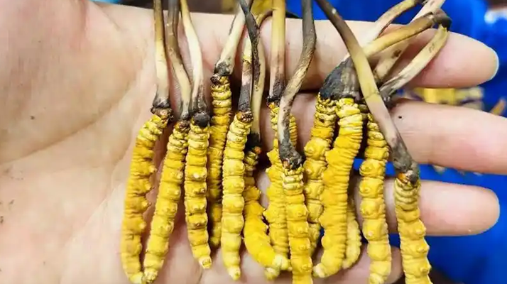 冬蟲夏草吃鮮的還是干的？一場關(guān)于自然饋贈(zèng)的現(xiàn)代抉擇