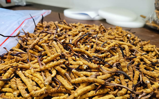 普通冬蟲夏草多少錢一斤？?jī)r(jià)格背后的品質(zhì)密碼