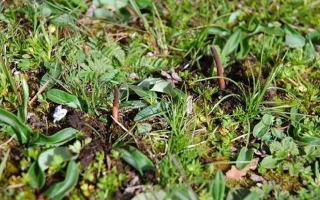 鮮草冬蟲(chóng)夏草一根多少錢(qián)