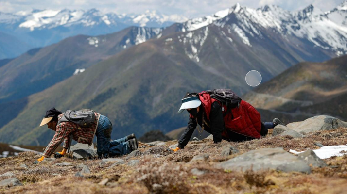 哪個地方采摘冬蟲夏草