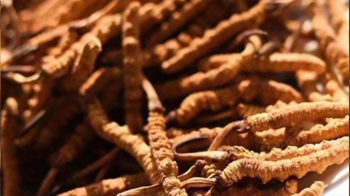 野生<a href=http://www.aikitbox.com/jiage/ target=_blank class=infotextkey>冬蟲夏草多少錢</a>一克