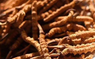 野生冬蟲夏草多少錢一克