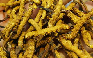 冬蟲(chóng)夏草如何辨別變質(zhì)
