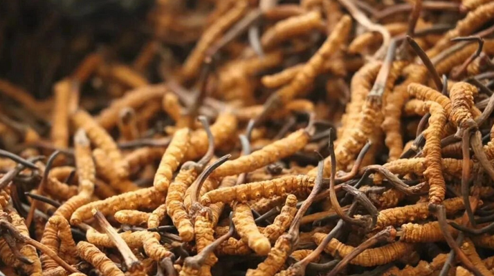 <a href=http://www.aikitbox.com/ target=_blank class=infotextkey><a href=http://www.aikitbox.com/s/nqcc/ target=_blank class=infotextkey>那曲冬蟲夏草</a></a>頭期草