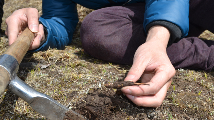 怎樣鑒別<a href=http://www.aikitbox.com/tag/6.html target=_blank class=infotextkey>冬蟲夏草的產地</a>