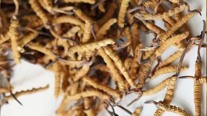 天然<a href=http://www.aikitbox.com/jiage/ target=_blank class=infotextkey>冬蟲夏草多少錢</a>一克