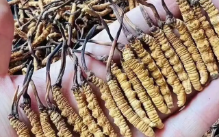 2025年那曲冬蟲夏草“減免郵費(fèi)”促銷增收活動(dòng)啟動(dòng)