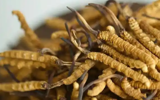 正宗冬蟲(chóng)夏草頭期干草：高原珍品的品質(zhì)之選