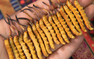 冬蟲夏草一克有多少條