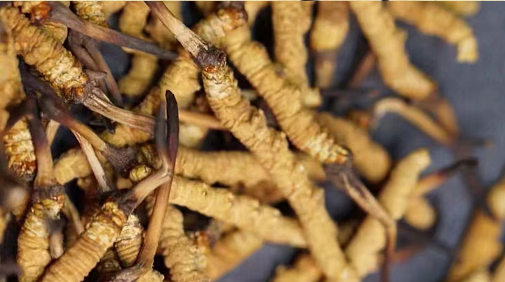 冬蟲夏草香菇紅棗煲雞湯