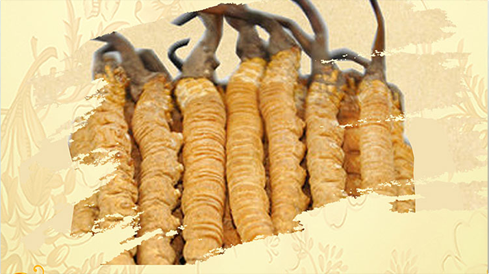 <a href=http://www.aikitbox.com/ target=_blank class=infotextkey>冬蟲夏草</a>夏天如何保存