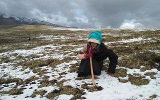 冬蟲夏草的產(chǎn)地有哪里