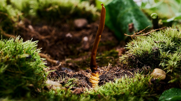 正宗那曲<a href=http://www.aikitbox.com/xinxian/ target=_blank class=infotextkey>新<a href=http://www.aikitbox.com/xinxian/ target=_blank class=infotextkey>鮮冬蟲(chóng)夏草價(jià)格</a></a>