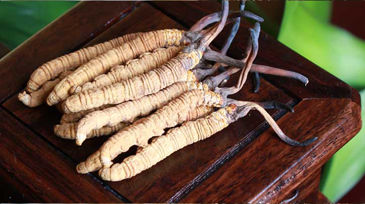 冬蟲夏草可以打粉服用嗎