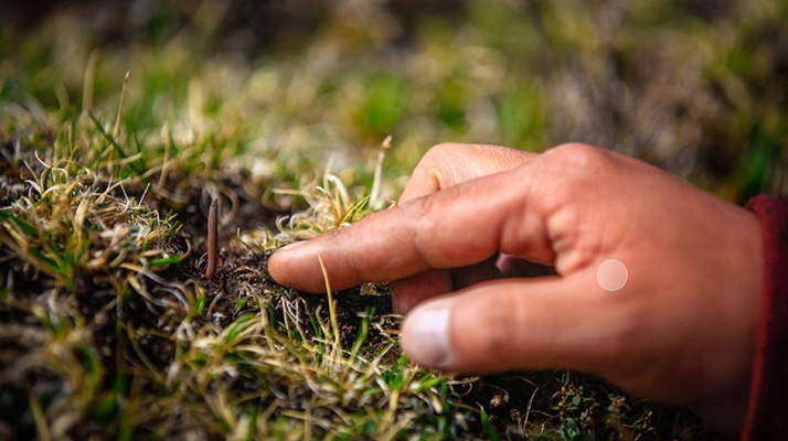 冬蟲夏草怎么找？自然采挖與市場獲取全指南