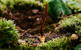 冬蟲夏草科學存放指南：守護珍貴滋補品的品質(zhì)與價值