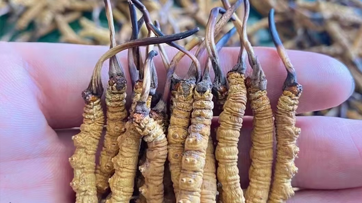 一盒冬蟲(chóng)夏草多少錢(qián)？從規(guī)格到定位的價(jià)格解析