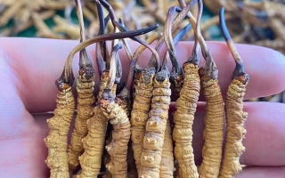 一盒冬蟲(chóng)夏草多少錢(qián)？從規(guī)格到定位的價(jià)格解析