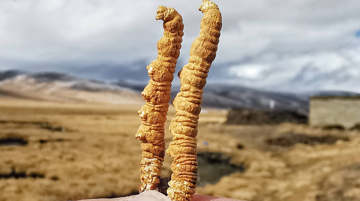 冬蟲夏草干了之后什么樣？