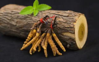 冬蟲(chóng)夏草一開(kāi)始長(zhǎng)什么樣？從幼蟲(chóng)到蟲(chóng)草雛形的生長(zhǎng)歷程