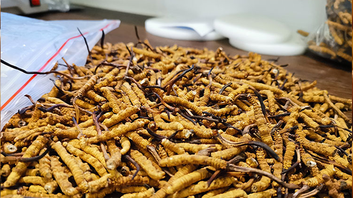 冬蟲夏草：泡水喝還是煮一下？兩種食用方式的全面對比