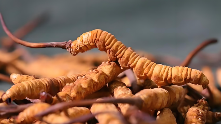 冬蟲夏草泡酒全攻略：所需材料、選材標(biāo)準(zhǔn)與準(zhǔn)備指南