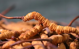 冬蟲夏草泡酒全攻略：所需材料、選材標(biāo)準(zhǔn)與準(zhǔn)備指南