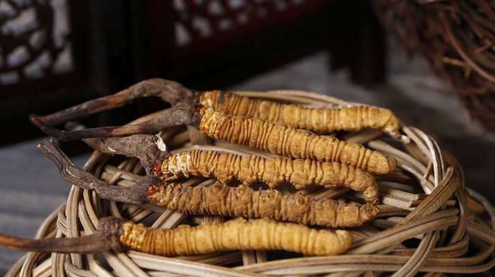 冬蟲(chóng)夏草煲湯怎么煲好喝？營(yíng)養(yǎng)與口感雙優(yōu)的實(shí)用指南