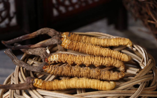 冬蟲夏草煲湯怎么煲好喝？營(yíng)養(yǎng)與口感雙優(yōu)的實(shí)用指南