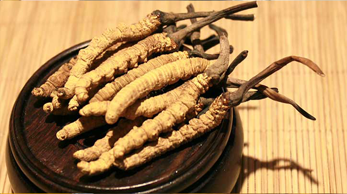 剛挖采的冬蟲夏草怎么辦？科學處理與儲存指南