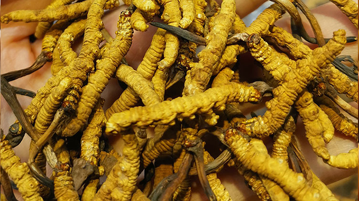 煮冬蟲夏草水能否泡茶？正確飲用方式與誤區(qū)解析