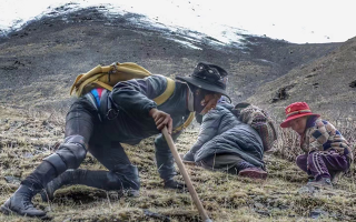 野生冬蟲(chóng)夏草產(chǎn)地在哪里？核心產(chǎn)區(qū)與品質(zhì)特點(diǎn)解析
