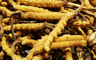 新鮮冬蟲夏草一克多少錢？?jī)r(jià)格影響因素全解析