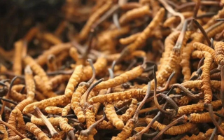 冬蟲夏草現(xiàn)在多少錢？價格探秘