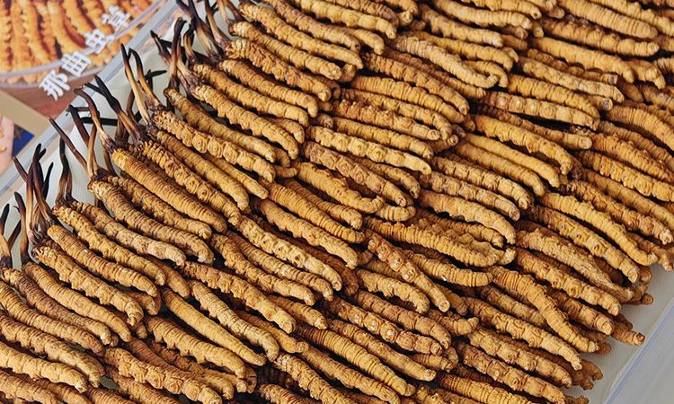 斷的冬蟲夏草：效果是否打折？科學(xué)解讀與實用建議