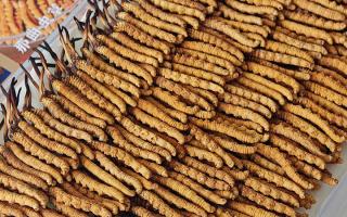 斷的冬蟲夏草：效果是否打折？科學(xué)解讀與實(shí)用建議