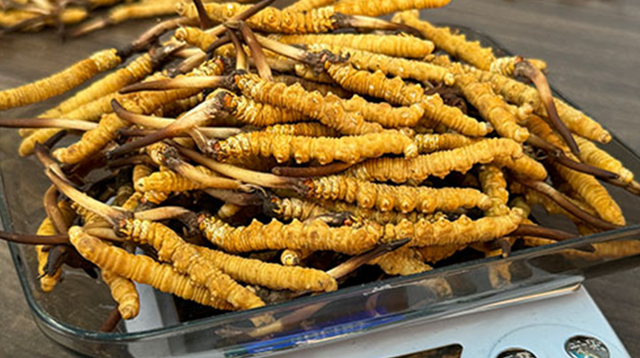 新鮮冬蟲夏草一次吃幾根？科學用量指南來了?