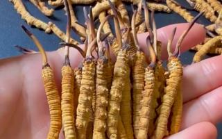 真假冬蟲夏草怎么辨別？5 個(gè)實(shí)用方法 + 避坑指南