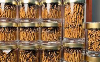 正宗冬蟲(chóng)夏草能 “治” 哪些?。靠茖W(xué)認(rèn)知其輔助調(diào)理作用