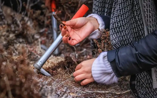 山上認(rèn)冬蟲(chóng)夏草：從環(huán)境到細(xì)節(jié)，4 步避開(kāi) “偽蟲(chóng)草”