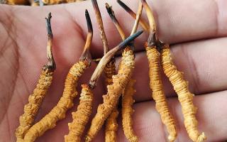 冬蟲夏草頭期凍干蟲草：解鎖滋補新方式，這些優(yōu)勢你該知道