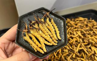 冬蟲夏草可以煲骨頭嗎？當(dāng)然可以！這樣做營(yíng)養(yǎng)翻倍