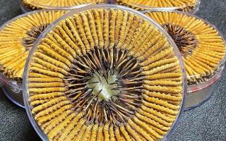 冬蟲夏草一斤價格多少？2025 年行情揭秘，差價竟達(dá)數(shù)十倍