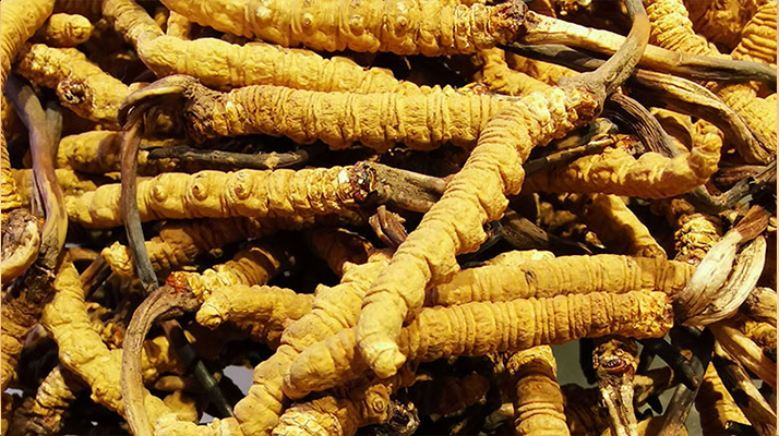 石斛與冬蟲夏草哪個(gè)好