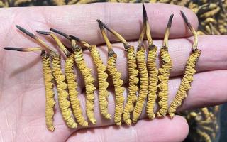 野生冬蟲夏草的外形特征：一眼識別高原珍稀瑰寶
