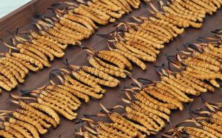 冬蟲夏草單根克重解密：規(guī)格背后的品質(zhì)密碼