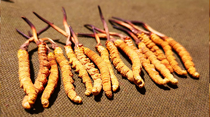 冬蟲夏草泡水：每次放多少水才合適？