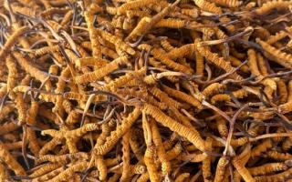 冬蟲夏草專業(yè)存放指南：這樣存，品質不打折